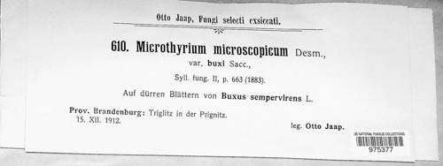 Microthyrium image